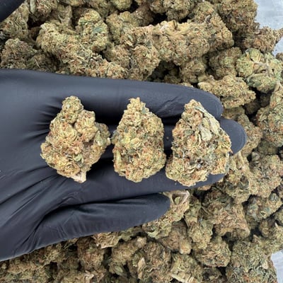 Black Cherry Funk (Solar Skunk $750)